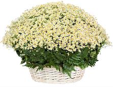 Цветочная композиция из Ромашки в корзине #REPLACE_PRED# Тарычёво